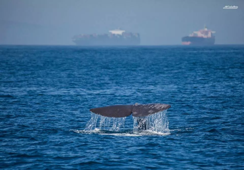whale watching tarifa